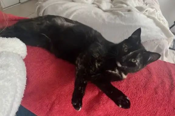 Animaux perdus Beaumont, photo: Chatte Minette perdue à Beaumont