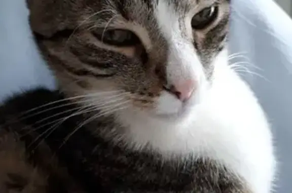 Chat perdu, Parentis-en-Born, photo: Chat tigré gris perdu à Parentis