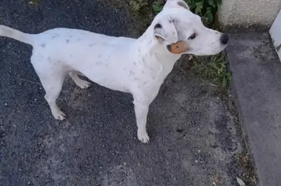 Chien perdu à Péran, Langon - photo