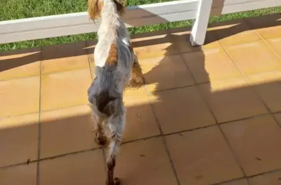 Chien épagneul trouvé à Calcatoggio - photo