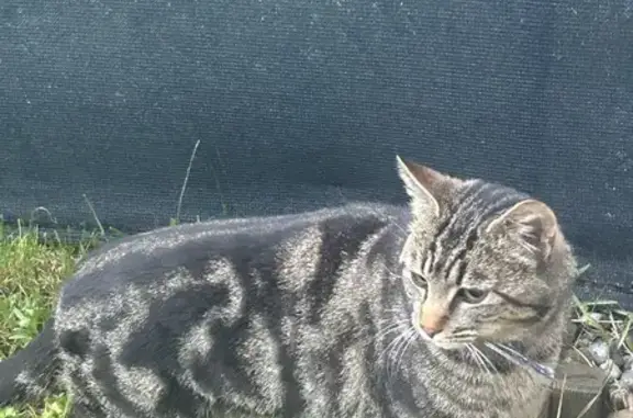 Chat égaré au collier bleu - photo