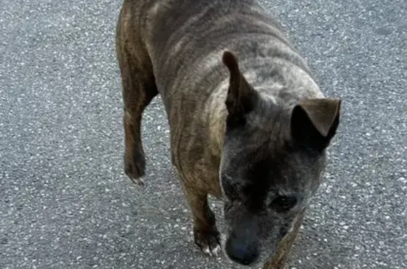 Chienne perdue à Vedène attend maître - photo