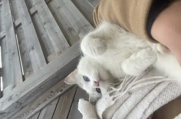 Chaton blanc câlin trouvé à Vouvant - photo