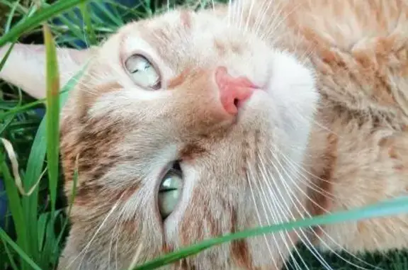 Chat affectueux trouvé à Freneuse - photo