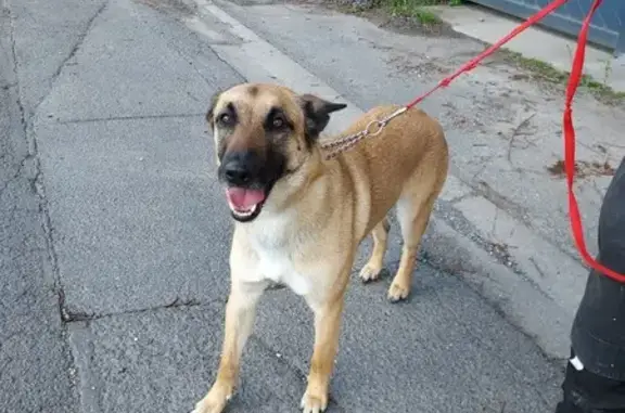 Chienne trouvée à Raillencourt - photo