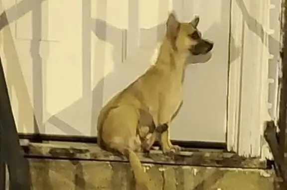 Lost Pup Found Near Augusta Rd - Help Reunite!