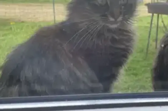 Animaux perdus , photo: Chatte angora perdue à Cosne-d'Allier