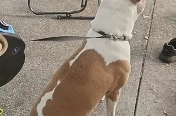 Found Friendly Pitbull at 410 West Ward Ave!