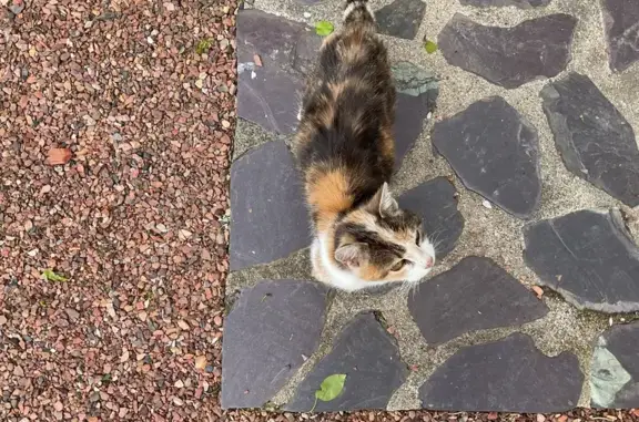 Chatte douce trouvée à Acy-Romance - photo