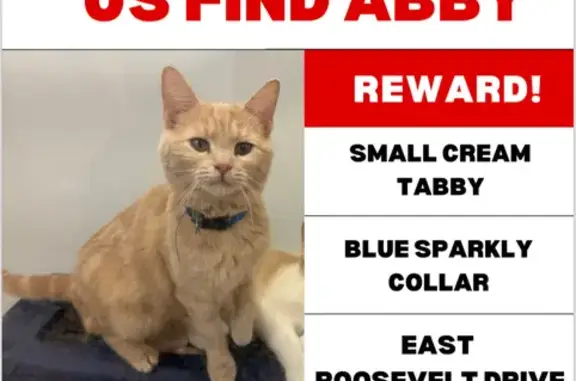 Lost Cream Tabby - Blue Collar at 540 E Roosevelt!