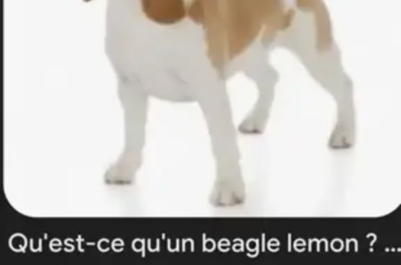 Beagle perdu près de Moisselles