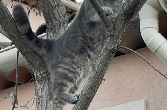Animaux perdus Fréjus, photo: Chatte tigrée perdue à Fréjus
