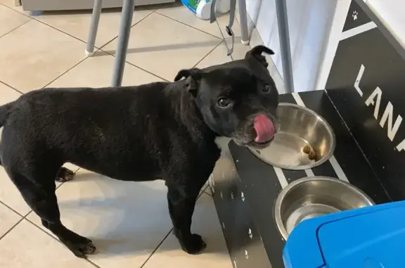 Chien perdu Chelles, photo : Staffie Lana perdue à Chelles