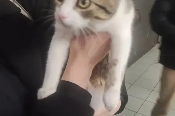 Chat tigré trouvé à Roubaix - photo