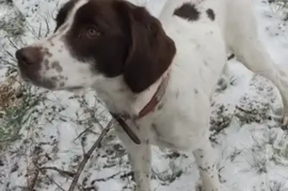 Chien trouvé , photo: Chien suiveur non pucé trouvé