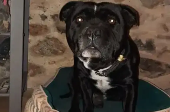 Animaux perdus , photo: Staffy noir perdu à Pardailhan