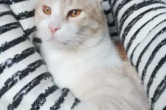 Animaux perdus Metz, photo: Chat roux et blanc perdu à Metz