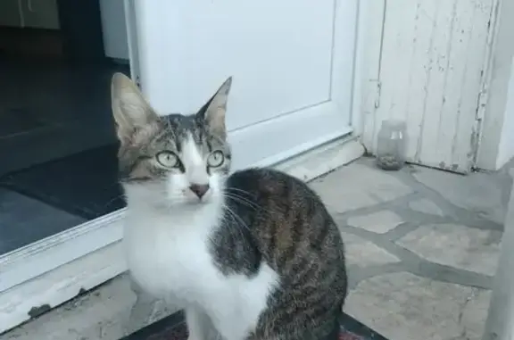Chatons affectueux trouvés à Châteauneuf - photo