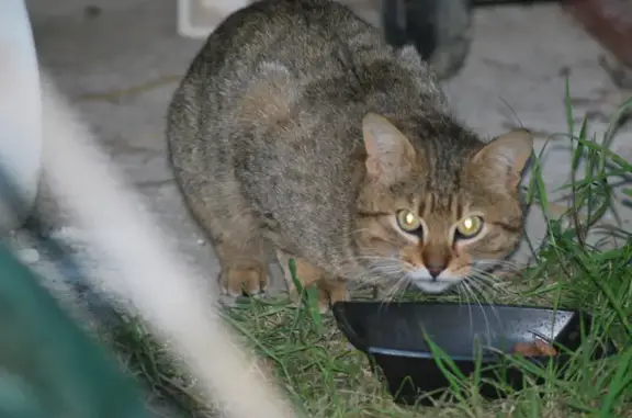 Chat blessé et peureux trouvé - photo