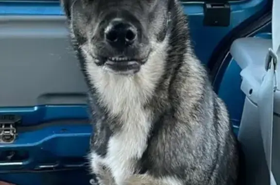 Chien trouvé Ivry-la-Bataille, photo: Chien perdu à Ivry retrouvé