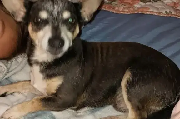 Lost Blue Tri Chihuahua - Pippy Dew in Ramona!