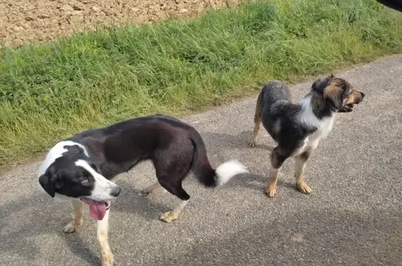 Chiens Border Collie perdus D150 - photo