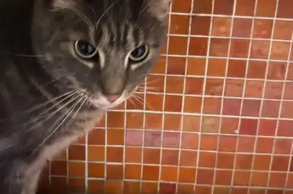 Animaux trouvés Dieppe, photo: Chat trouvé à Dieppe, sécurisé