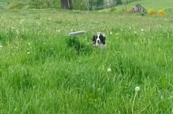 Chien blessé isolé à Sénezergues - photo