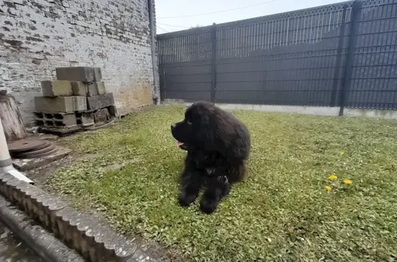Animaux trouvés Athies-sous-Laon, photo: Chiot Terre-Neuve trouvé à St-Laurent