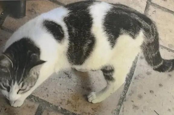 Chatte blanche/tigrée perdue à Arles - photo