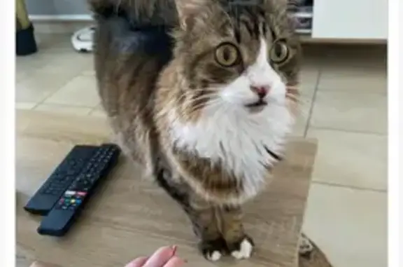 Chatte Tia perdue à Gattières - photo