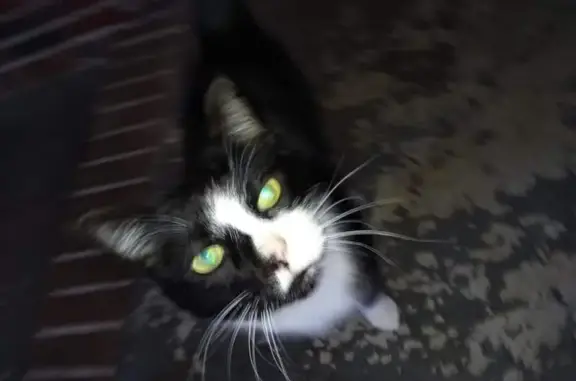 Lost Friendly Cat: Black & White on Pinecrest Rd!
