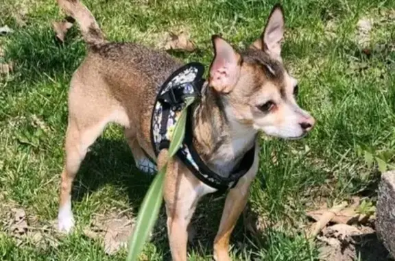 Lost Chihuahua Mix in Booneville, MS - Help!