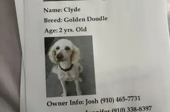 Lost Friendly Male Goldendoodle - Southport