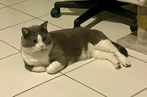 Animaux perdus Toulouse, photo: Chat mâle gris-blanc perdu
