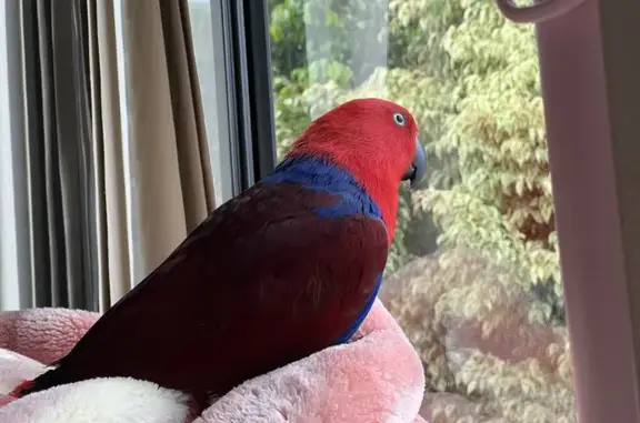 Red and blue female eclectus, a little bit chubby and loves people, can bite if agitated. She responds to her name Ruby and can mimic the sound of her name. 