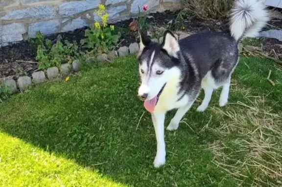 Lost Husky with Blue Eyes in Annville, PA