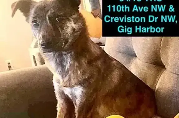Lost Jindo Mix in Gig Harbor - Help Find Her!