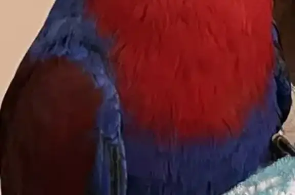 Missing Eclectus: Sweetie - Red & Blue, 1.5Yrs