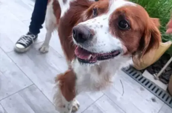 Chien espagnol trouvé à Alaincourt - photo