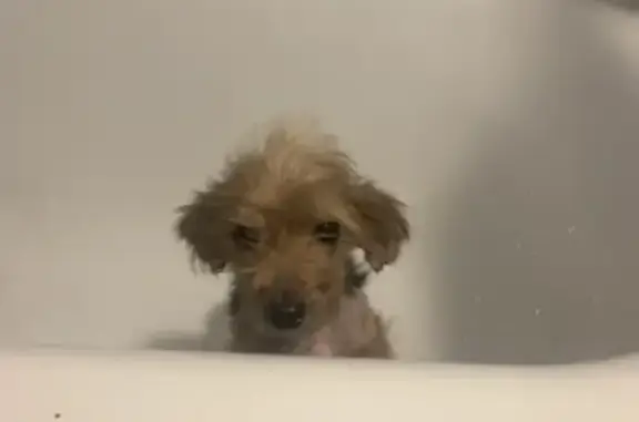 Chien perdu: Inchy-en-Artois - photo