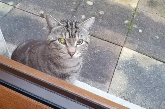 Chat blessé trouvé à Fléville - photo