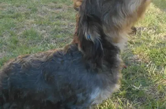 Chien perdu Buzançais, photo : Disparition de 2 teckels à La Coudre