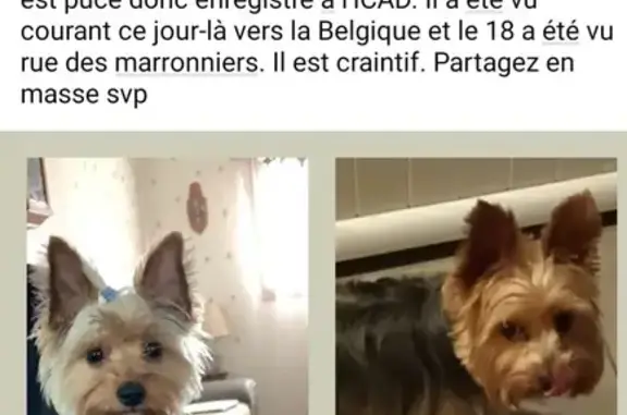 Animaux perdus Armentières, photo: Chien perdu à Armentières 233