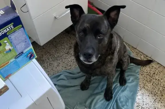 Chien perdu, craintif, non castré - photo
