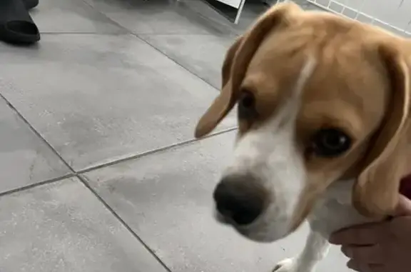 Beagle femelle perdue, collier rose - photo