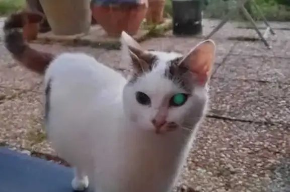 Chat blanc tacheté trouvé à Étel - photo