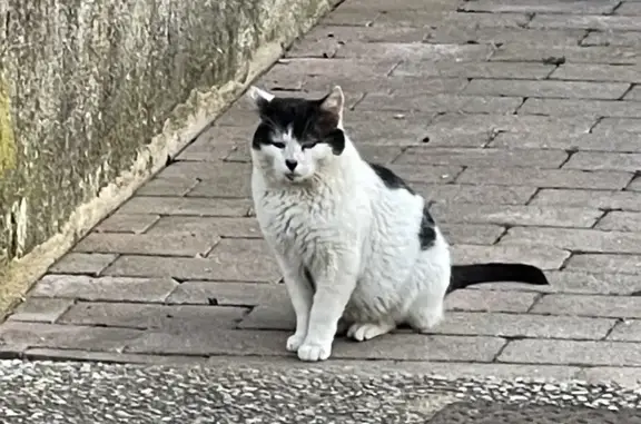 Chat errant à Fresnoy-en-Thelle - photo