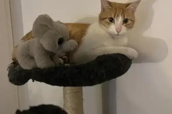 Chat Ron perdu à Aigné - Aidez-nous! - photo