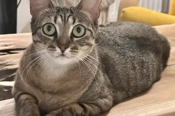 Animaux perdus Grenoble, photo: Chat tigré peureux perdu - Grenoble